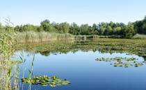 Jezioro Torfy koło Aleksandrowa