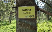 Iwinka