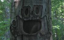 Drzewo się ze śmieje :-)
