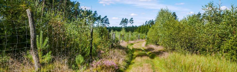 Do Brus na kawę przez Wdzydzki Park Krajobrazowy