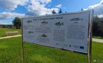Ryby w jeziorach gminy Piecki