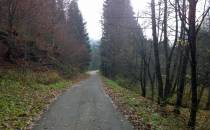 trasa   rowerowa przez las