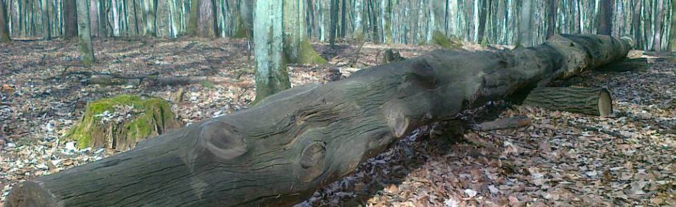 Taborskie Sosny - ścieżka przyrodnicza