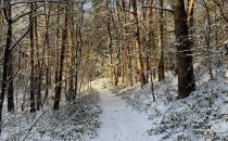 Las w zimowej scenerii
