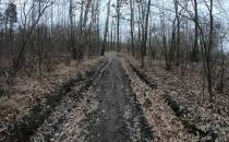 Leśna droga gruntowa w Jaskrowie