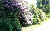 kromlau  rododendrony