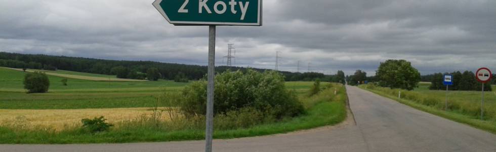 z cyklu: zwierzyniec polski - Koty